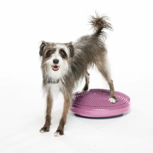 Balancekissen razzleberry – FitPAWS | 35.5 cm