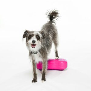 K9FITbone MINI razzleberry 2er Set – FitPAWS | 27x20x12 cm