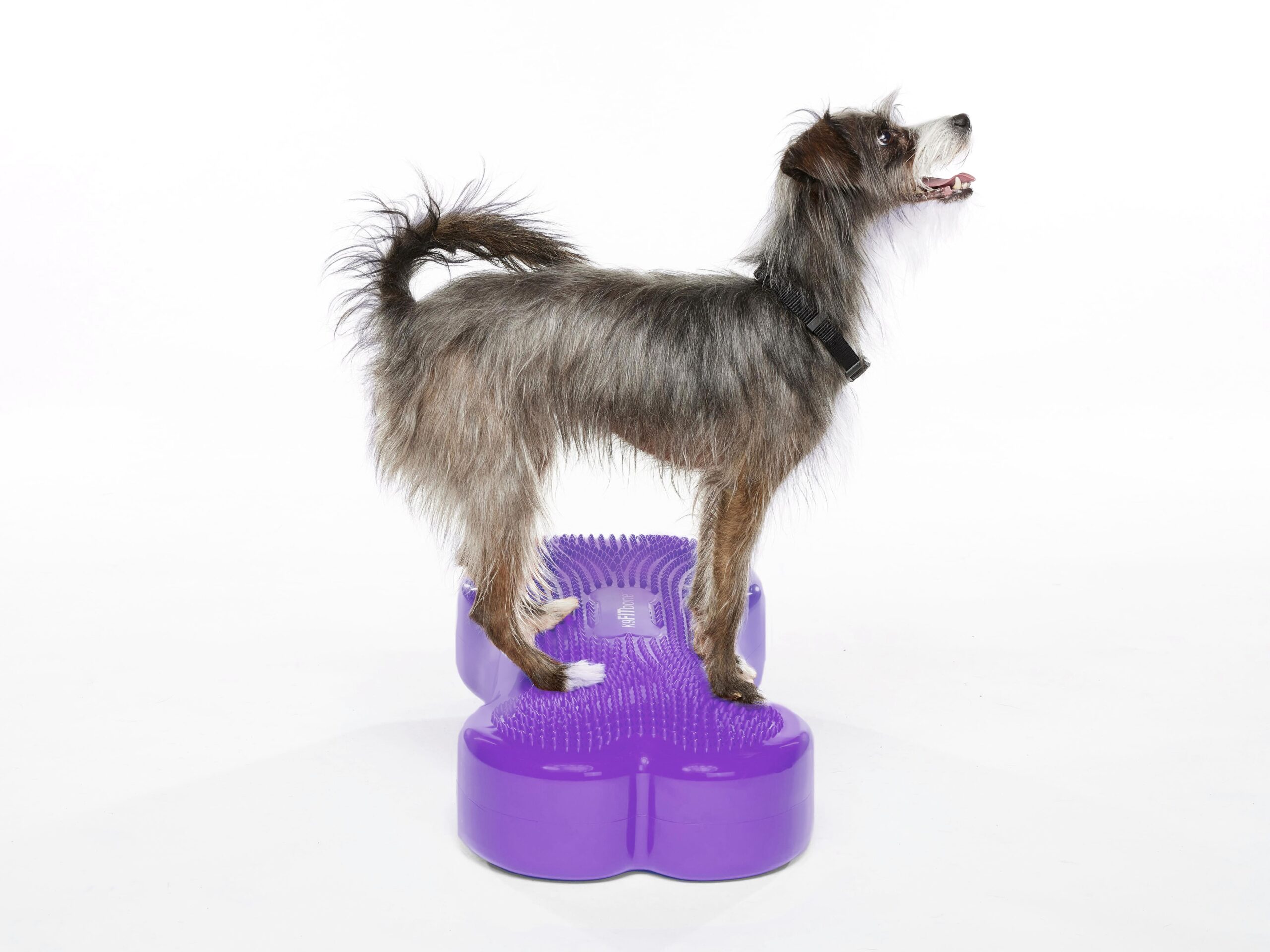 Crouton_FitBone_Regular_1073-edit-PURPLE-min_a50107b1-a64b-4547-a626-33024cb2373e.jpg