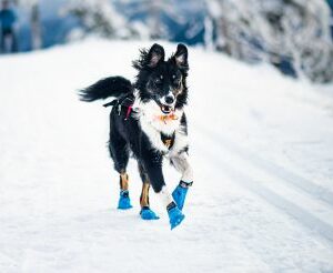 Non-stop dogwear Long Distance Booties