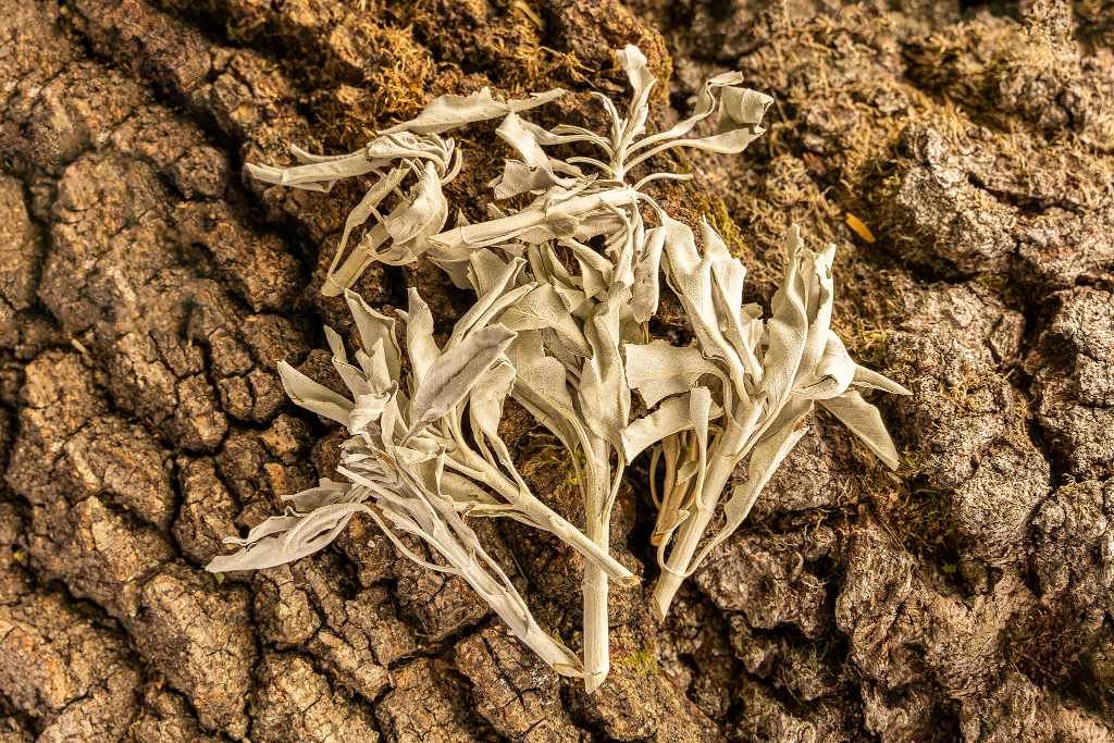 k_white-sage-offen_2.jpg