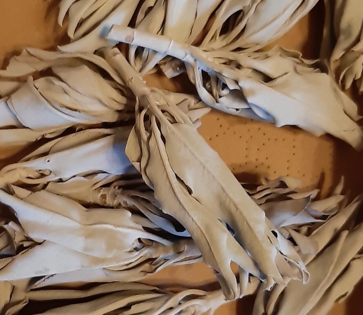 white-sage-premium._web.jpg